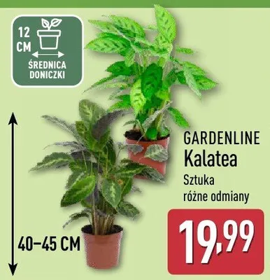 Kalatea GARDENLINE promocja w Aldi