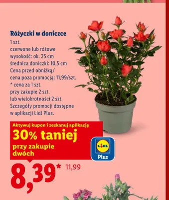 Różyczki w doniczce promocja w Lidl