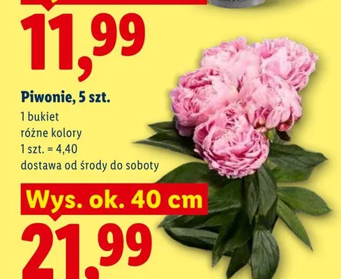 Piwonie 5-pak promocja w Lidl