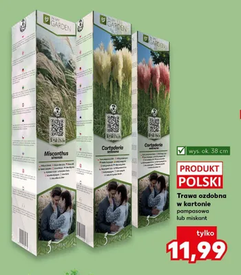 Trawa ozdobna w kartonie pampasowa lub miskant promocja w Kaufland