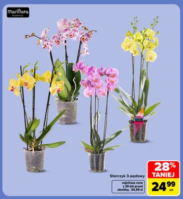Storczyk 3-pędowy Mariflora promocja w Carrefour Market