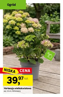 Hortensja wielkokwiatowa poj. 23cm promocja w Leroy Merlin