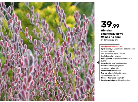 Wierzba smukłoszyjkowa Mt Aso na pniu promocja w Bricomarche