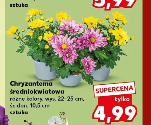 Chryzantema średniokwiatowa promocja w Kaufland