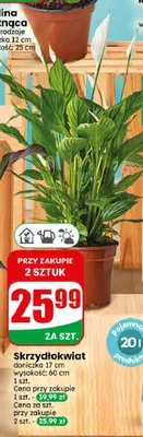 Skrzydłokwiat promocja w Dino
