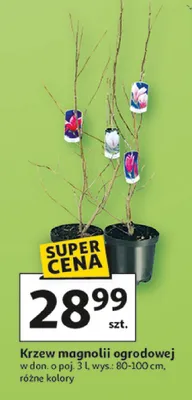 Krzew magnolii ogrodowej promocja w Auchan