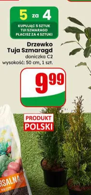 Drzewko Tuja Szmaragd doniczka C2 promocja w Dino