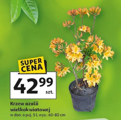 Krzew azalii wielkokwiatowej promocja w Auchan