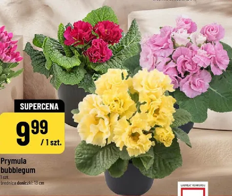 Prymula bubblegum promocja w POLOmarket