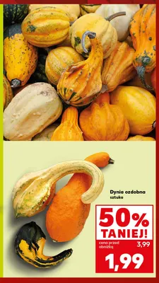 Dynia ozdobna promocja w Kaufland