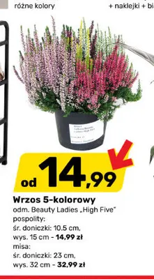 Wrzos 5-kolorowy pospolity Beauty Ladies High Five promocja w Bricomarche