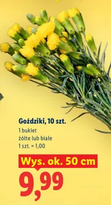 Goździki wys. ok. 50 cm żółte lub białe promocja w Lidl