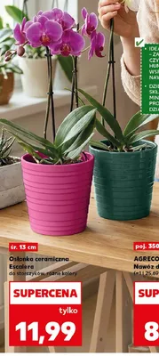 Osłonka ceramiczna Escalera do storczyków śr. 13cm promocja w Kaufland