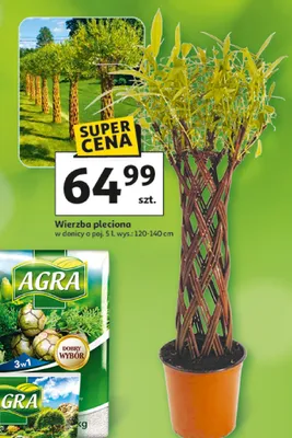 Wierzba pleciona promocja w Auchan