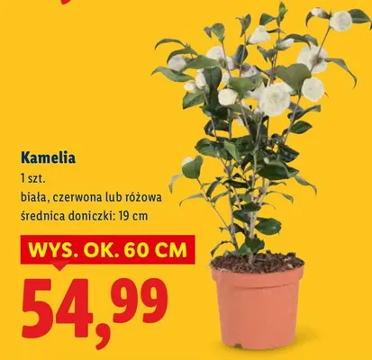 Kamelia promocja w Lidl