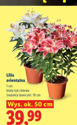Lilia orientalna biała wys. ok. 50 cm promocja w Lidl