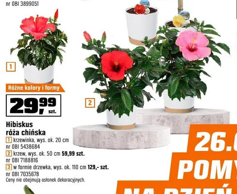 Hibiskus róża chińska krzew wys. ok. 50cm promocja w OBI