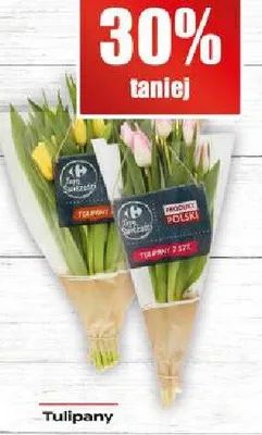 Tulipany promocja w Supeco