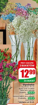 Gipsówka promocja w Dino