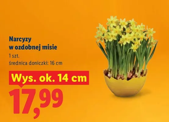 Narcyzy w ozdobnej misie promocja w Lidl