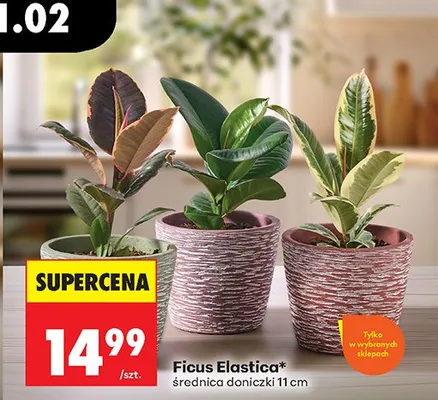 Ficus Elastica w doniczcce promocja w Biedronka