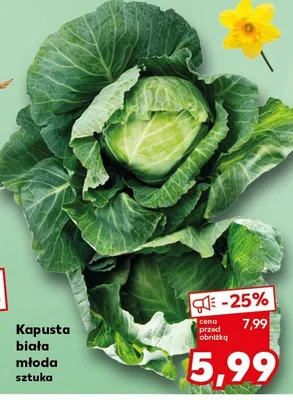 Kapusta biała młoda sztuka promocja w Kaufland