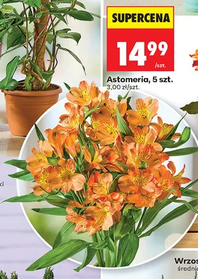 Astomeria promocja w Biedronka