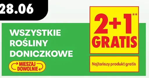 Rośliny doniczkowe promocja w Biedronka