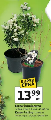 Krzew kaliny promocja w Auchan