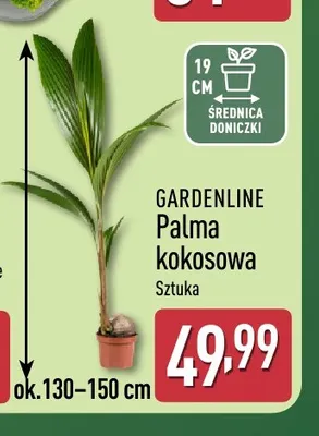 Palma kokosowa Gardenline promocja w Aldi