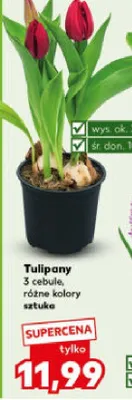 Tulipan promocja w Kaufland