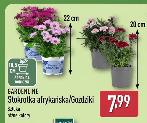 Stokrotka afrykańska/gożdziki promocja w Aldi