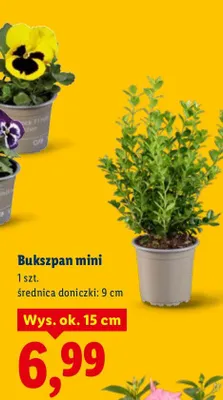 Bukszpan mini promocja w Lidl