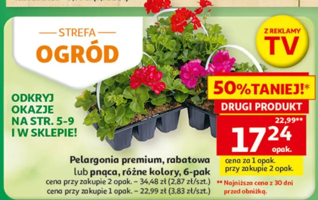 Pelargonia premium, rabatowa lub pnąca, różne kolory, 6-pak promocja w Auchan
