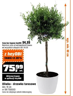 Oliwka - drzewko tarasowe promocja w OBI