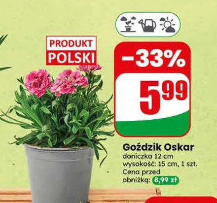 Goździk Oskar promocja w Dino