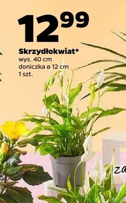Skrzydłokwiat promocja w Netto