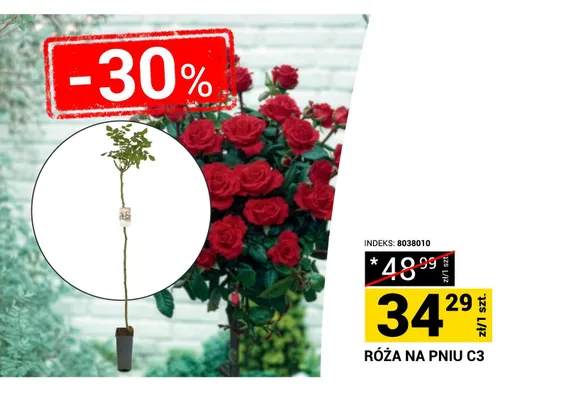 Róża na pniu C3 promocja w Merkury Market