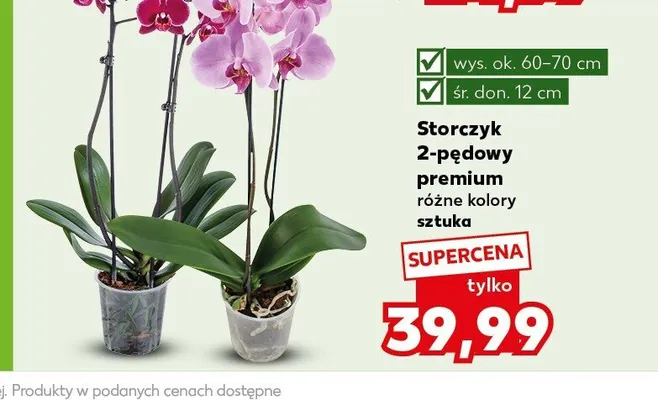 Storczyk 2-pędowy premium promocja w Kaufland