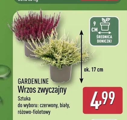 Wrzos zwyczajny Gardenline promocja w Aldi