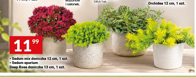 Sedum spurium Deep Rose doniczka promocja w Twój Market