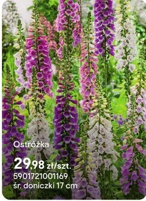 Ostrożka promocja w Castorama