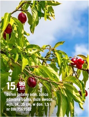 Dereń jadalny odm. Jolico odmiana późna, duże owoce, wys. ok. 35 cm w don. 1,3 l nr OBI 7569502 promocja w OBI