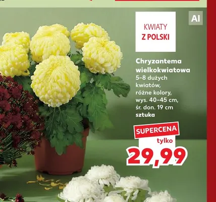 Chryzantema wielkokwiatowa promocja w Kaufland