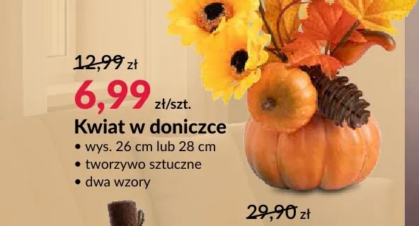 Kwiat w doniczce promocja w Salony Agata