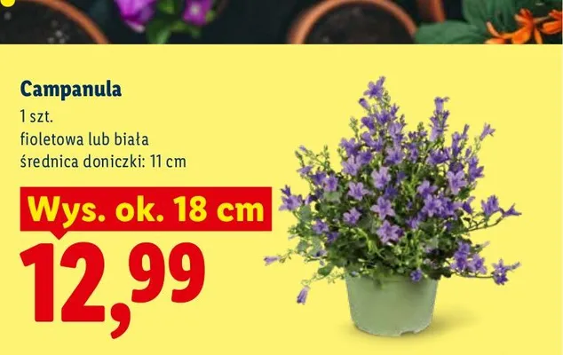 Campanula fioletowa promocja w Lidl