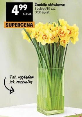 Żonkile ołówkowe promocja w Delikatesy Centrum