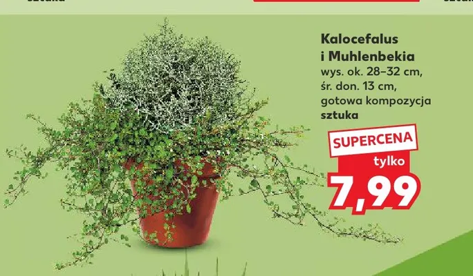 Kalocefalus i Muhlenbekia promocja w Kaufland