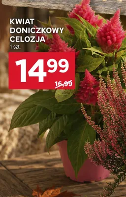Kwiat doniczkowy Celozja promocja w Stokrotka