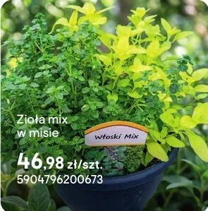 Zioła Zioła mix w misie promocja w Castorama